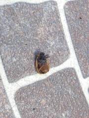 Chauliognathus missionum