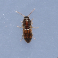 Conoderus bellus