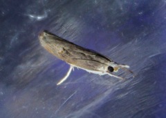 Parapediasia teterrellus