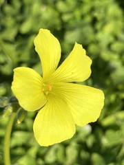 Oxalis pes-caprae