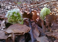 Petasites albus