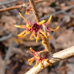 Hamamelis vernalis