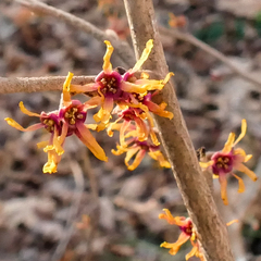 Hamamelis vernalis
