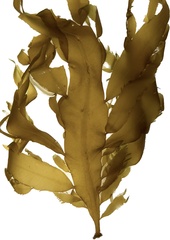 Desmarestia herbacea