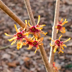 Hamamelis vernalis