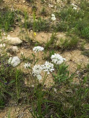 Marshallia caespitosa