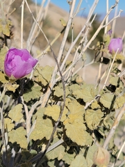 Sphaeralcea ambigua rosacea