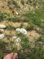 Marshallia caespitosa