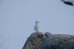 Chionis albus