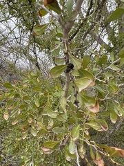 Condalia hookeri