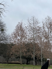 Platanus