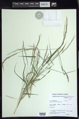 Muhlenbergia sylvatica