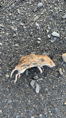 Muroidea