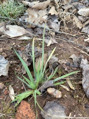 Sisyrinchieae