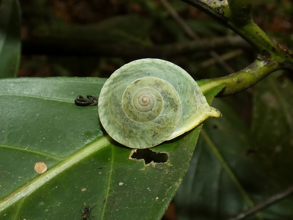 Helicina oxyrhyncha