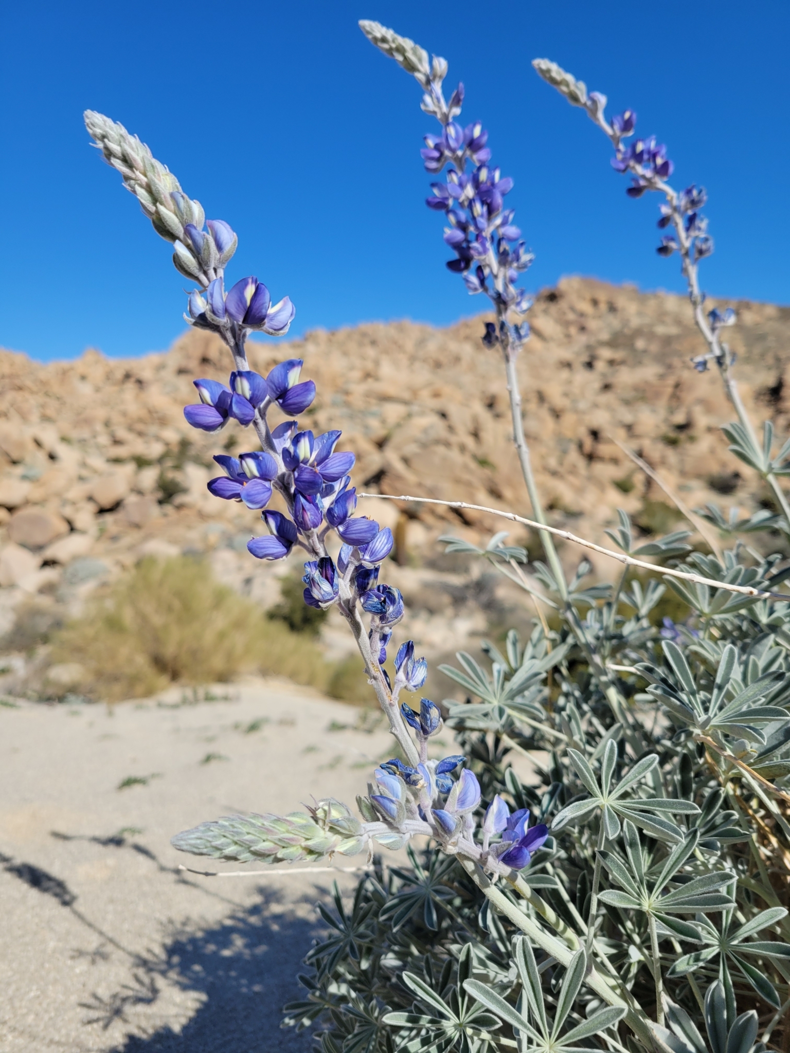 Lupinus excubitus var. medius