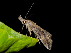 Hypena laceratalis