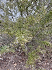 Condalia hookeri
