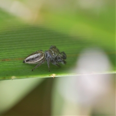 Dendryphantes mordax