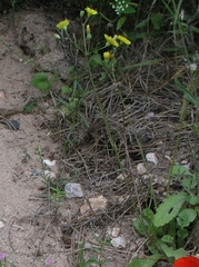 Crepis sancta