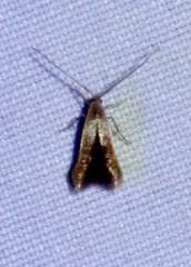 Tischeriidae