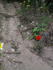 Crepis sancta