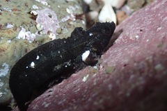 Paraclinus integripinnis