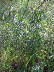 Thapsia garganica