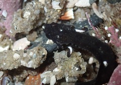 Paraclinus integripinnis