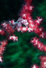 Hippocampus bargibanti