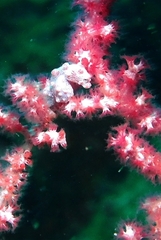 Hippocampus bargibanti