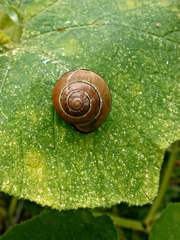 Cepaea nemoralis