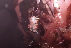 Coryphella trilineata
