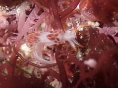 Coryphella trilineata