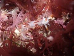 Coryphella trilineata