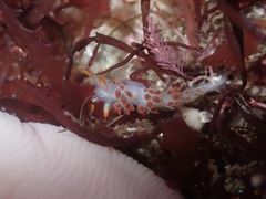 Coryphella trilineata