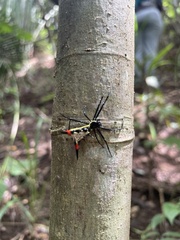 Micrathena schreibersi