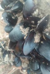 Mytilus galloprovincialis