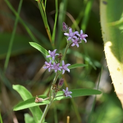 Oxypetalum solanoides