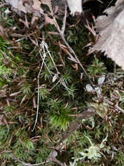 Polytrichastrum ohioense