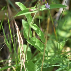 Oxypetalum solanoides