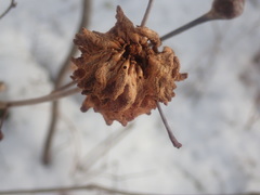 Callirhytis seminator