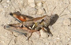 Melanoplus lakinus