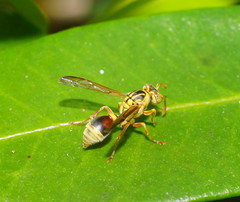 Ropalidia romandi