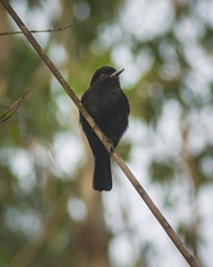 Knipolegus cyanirostris