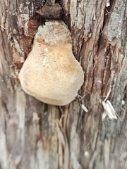 Pyrofomes juniperinus