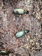 Agonum extensicolle