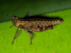 Lentulidae