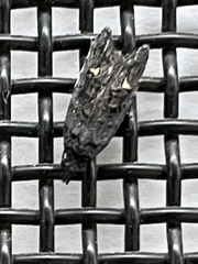 Neumichtis nigerrima