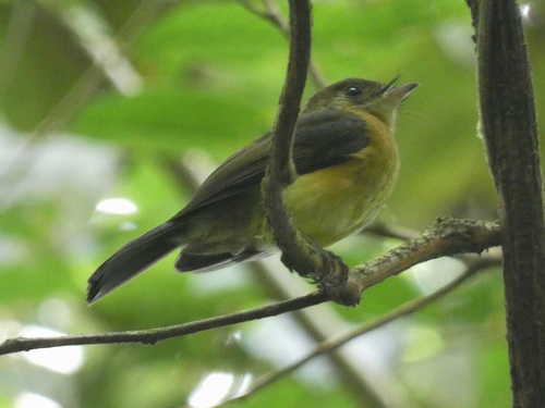 Sulphur-rumped Myiobius (Myiobius sulphureipygius), photo 8